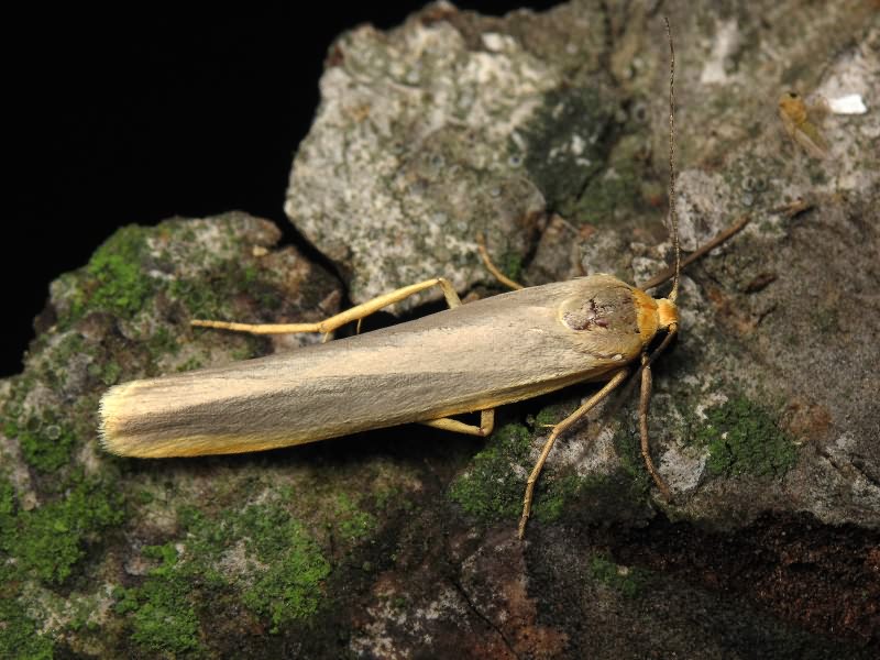 Eilema complana (Linnaeus, 1758)